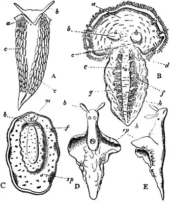 EB1911 Gastropoda 46.jpg