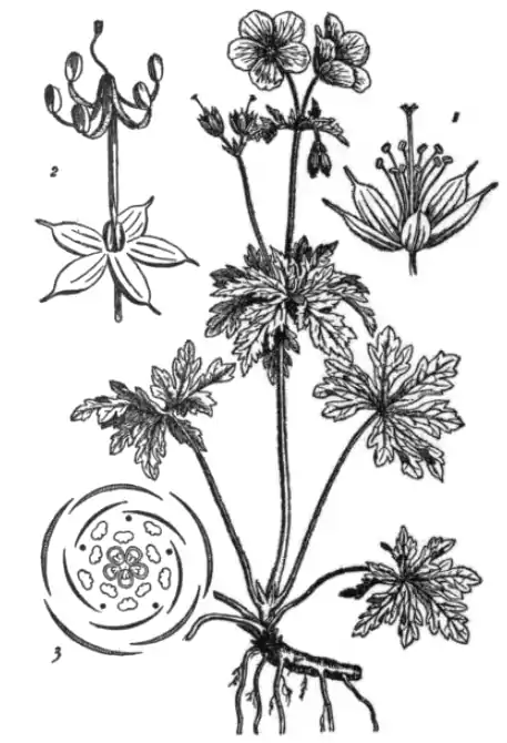 EB1911 Geraniaceae.png