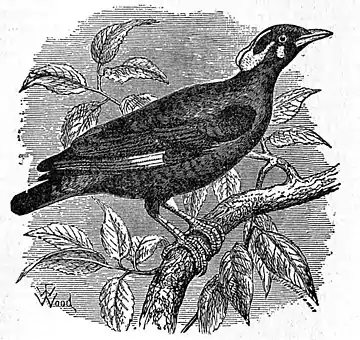 EB1911 Grackle.jpg