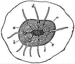 EB1911 Gregarines - Cyst of Gregarina blattarum.jpg