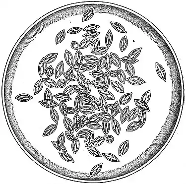 EB1911 Gregarines - Cyst of Monocystis agilis.jpg