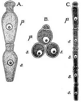 EB1911 Gregarines - Eirmocystis.jpg