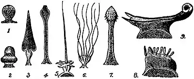 EB1911 Gregarines - Epimerites.jpg