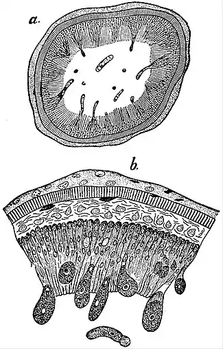 EB1911 Gregarines - Mealworm intestine section.jpg