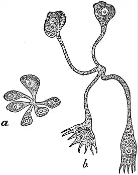 EB1911 Gregarines - Schizogony in Ophryocystis francisci.jpg