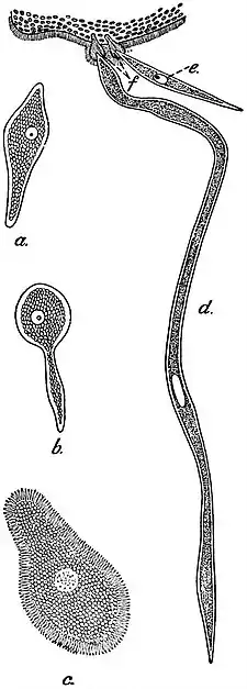 EB1911 Gregarines - Trophozoites of Monocystis.jpg