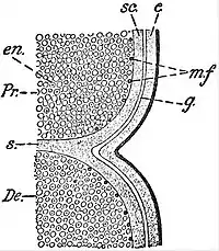 EB1911 Gregarines - section.jpg