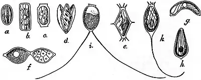 EB1911 Gregarines - spores.jpg