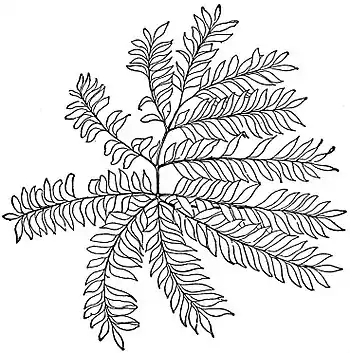 EB1911 Gymnosperms - Bowenia spectabilis - frond.jpg