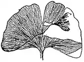 EB1911 Gymnosperms - Ginkgo adiantoides.jpg