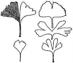 EB1911 Gymnosperms - Ginkgo biloba - leaves.jpg