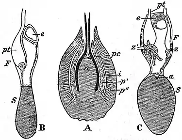 EB1911 Gymnosperms - Gnetum gnemon.jpg