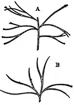 EB1911 Gymnosperms - Macrozamia heteromera.jpg