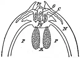 EB1911 Gymnosperms - Zamia - ovule.jpg