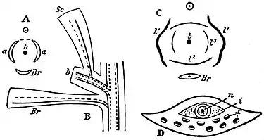 EB1911 Gymnosperms - four diagrams.jpg