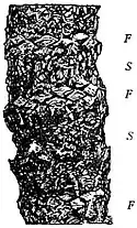 EB1911 Gymnosperms - stem of Cycas.jpg