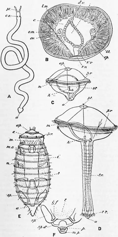 EB1911 Haplodrili - Fig. 1.jpg