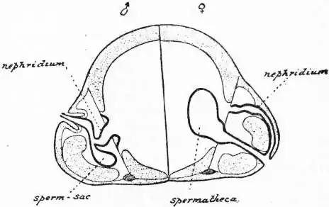 EB1911 Haplodrili - Fig. 2.jpg