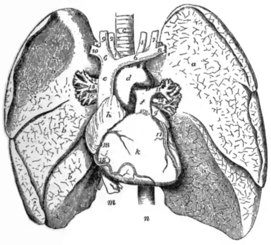 EB1911 Heart - Thoracic Viscera.png