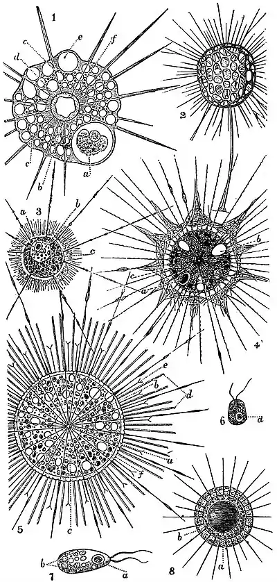 EB1911 Heliozoa (1).jpg