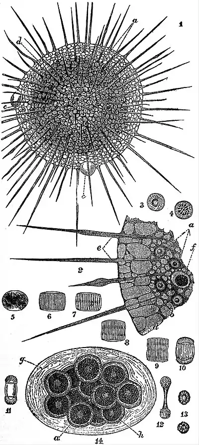 EB1911 Heliozoa (2).jpg