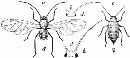 EB1911 Hemiptera - Fig. 11.—Cabbage Aphid (Aphisbrassicae).jpg