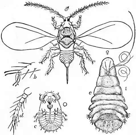 EB1911 Hemiptera - Fig. 12.—Apple Scale Insect.jpg