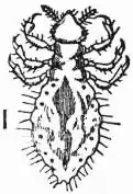 EB1911 Hemiptera - Fig. 14.—Louse (Pediculus vestimenti).jpg