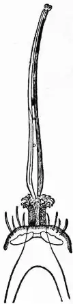 EB1911 Hemiptera - Fig. 15.—Proboscis of Pediculus.jpg