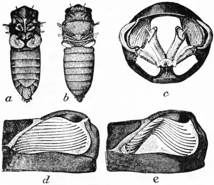 EB1911 Hemiptera - Fig. 7—male Cicad.jpg