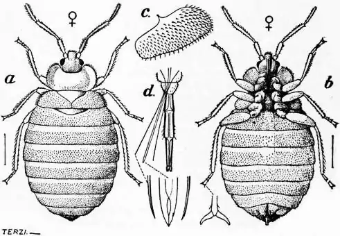 EB1911 Hemiptera - Fig. 8.—Bed-bug (Cimex lectularius).jpg