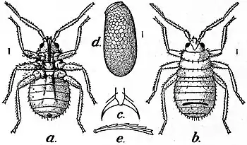 EB1911 Hexapoda - Bed-bug.jpg