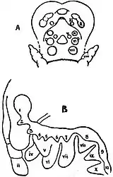 EB1911 Hexapoda - Embryos of Springtail.jpg