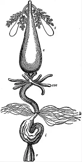 EB1911 Hexapoda - Food Canal of Cockroach.jpg