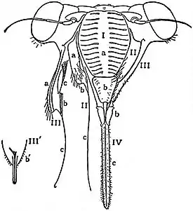 EB1911 Hexapoda - Head of Cicad.jpg