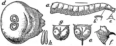 EB1911 Hexapoda - House-fly maggot.jpg