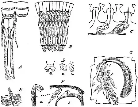 EB1911 Hexapoda - Internal Organs.jpg