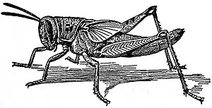 EB1911 Hexapoda - Nymph of Locust.jpg