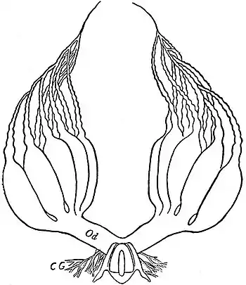 EB1911 Hexapoda - Ovaries of Cockroach.jpg