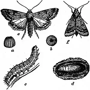 EB1911 Hexapoda - Owl moth.jpg