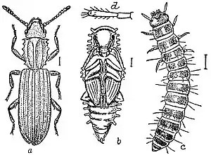 EB1911 Hexapoda - Saw-toothed Grain-Beetle.jpg