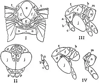 EB1911 Hexapoda - Thorax of Saw-Fly.jpg