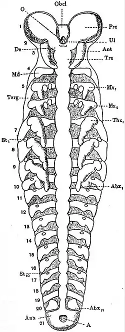 EB1911 Hexapoda - embryo of Gryllotalpa.jpg