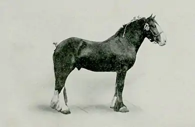 EB1911 Horse - clydesdale stallion.jpg