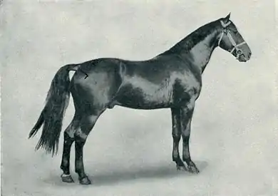 EB1911 Horse - coaching stallion.jpg