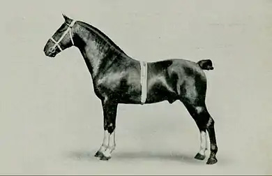 EB1911 Horse - hackney stallion.jpg