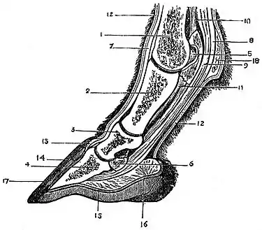 EB1911 Horse - section of foot.jpg