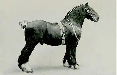 EB1911 Horse - shire stallion.jpg