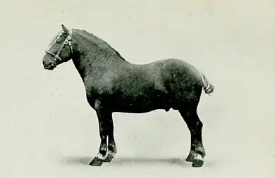 EB1911 Horse - suffolk stallion.jpg