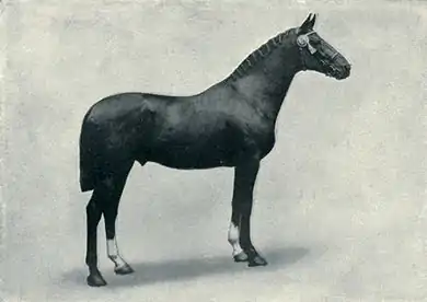 EB1911 Horse - thoroughbred stallion.jpg